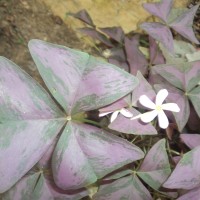 Oxalis triangularis A.St.-Hil.